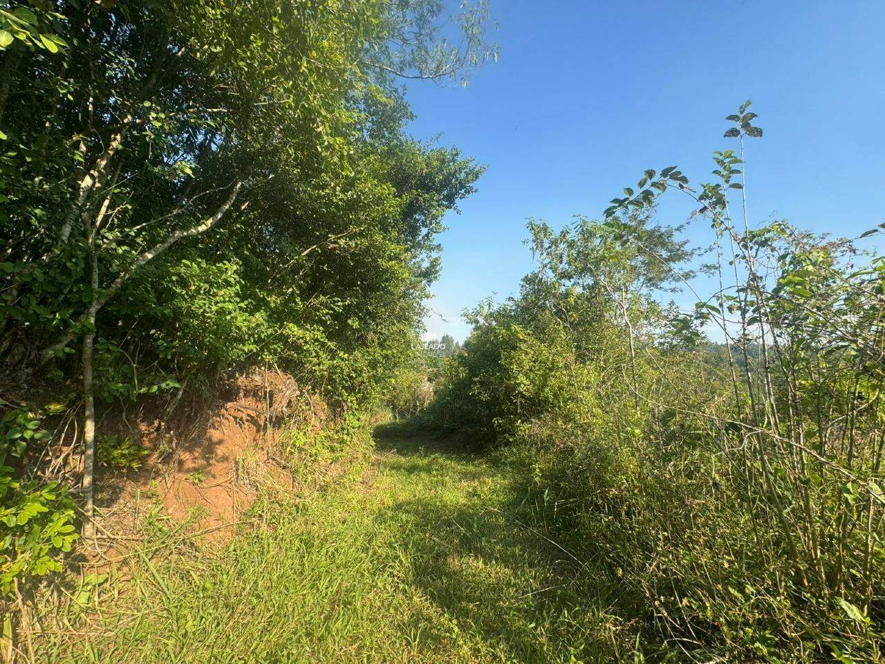 Sítio, 1 hectares - Foto 12
