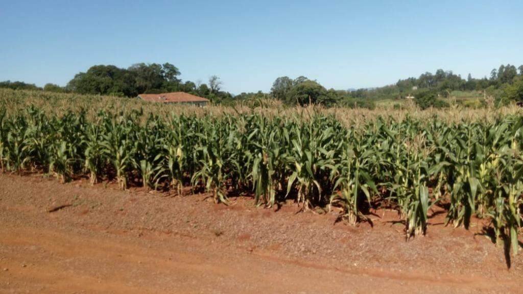 Terreno à venda, 1100m² - Foto 4