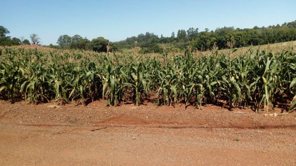 Terreno à venda, 1100m² - Foto 3