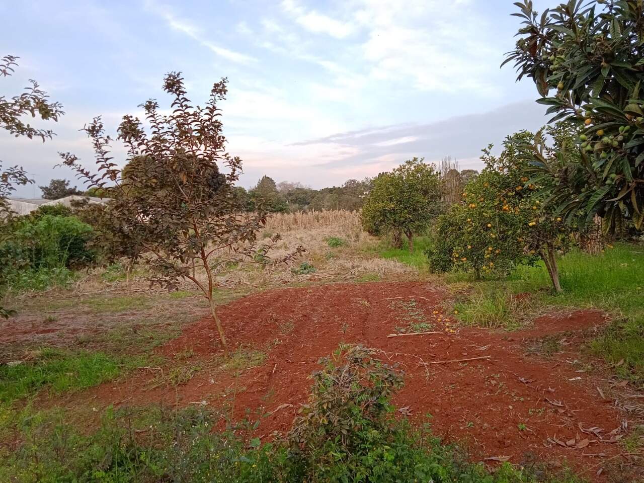 Fazenda à venda, 6000m² - Foto 2