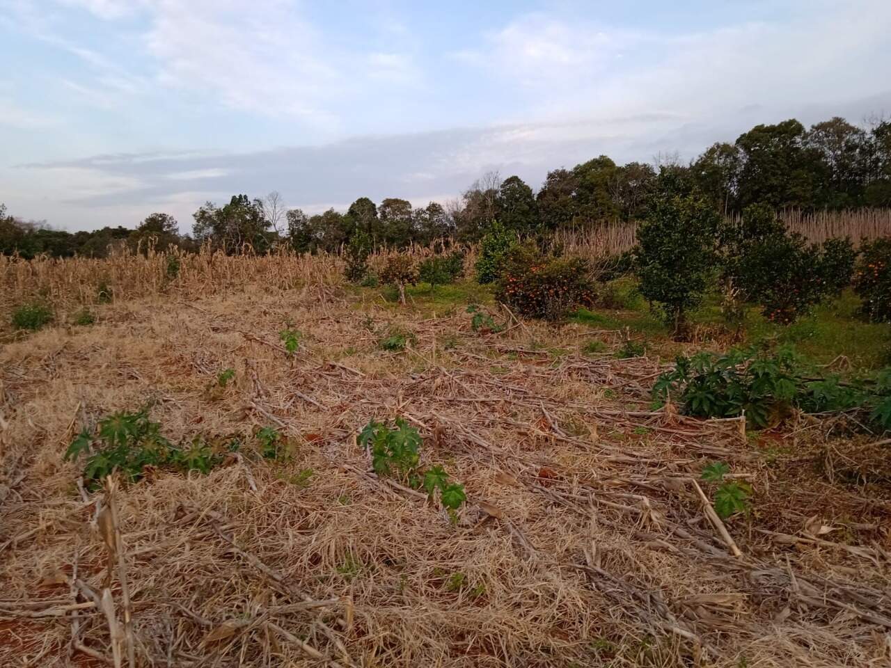 Fazenda à venda, 6000m² - Foto 3