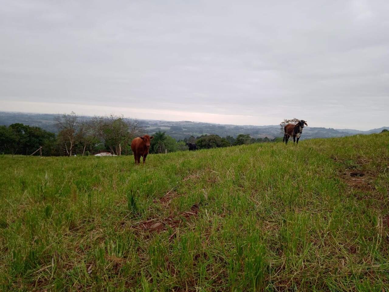 Terreno à venda, 155000m² - Foto 9