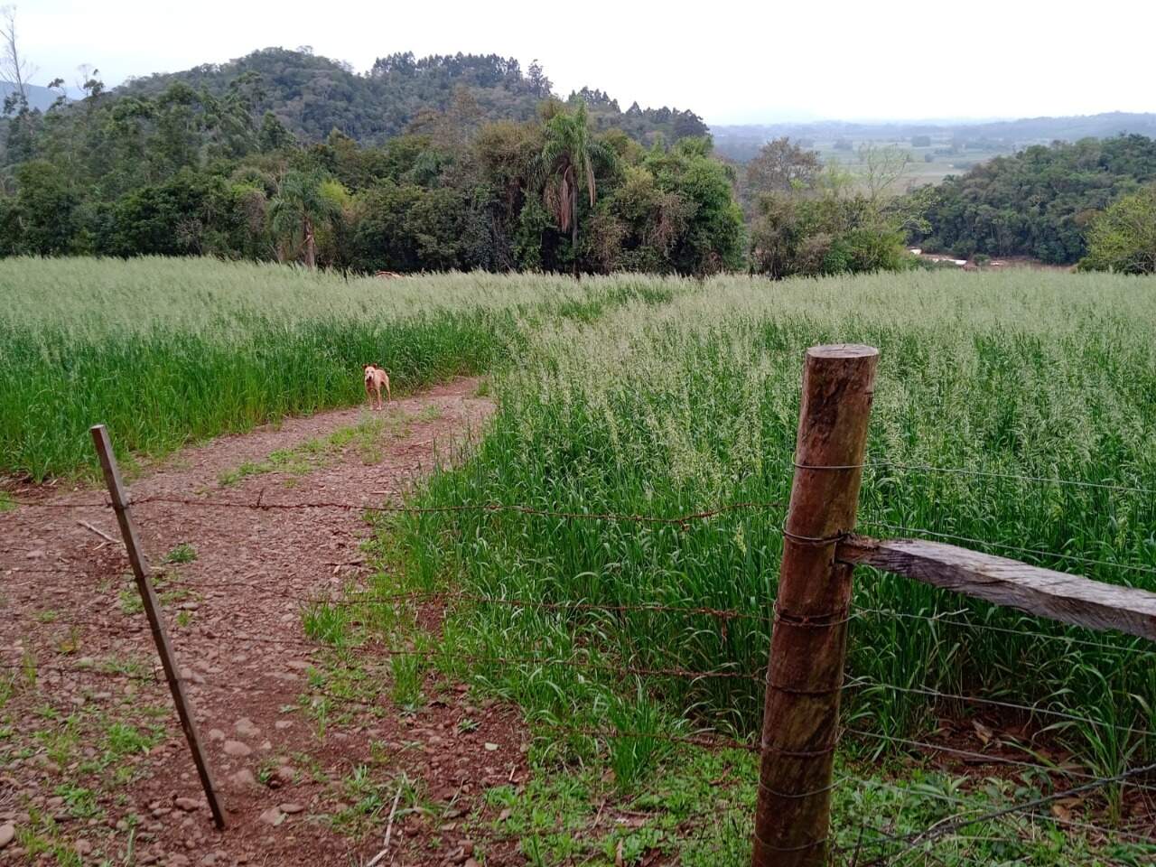 Terreno à venda, 155000m² - Foto 13