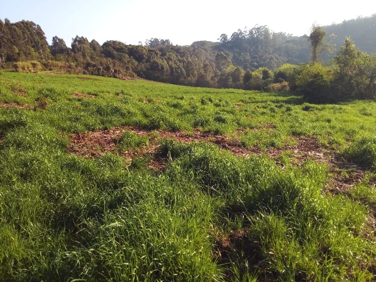 Terreno à venda, 75000m² - Foto 1