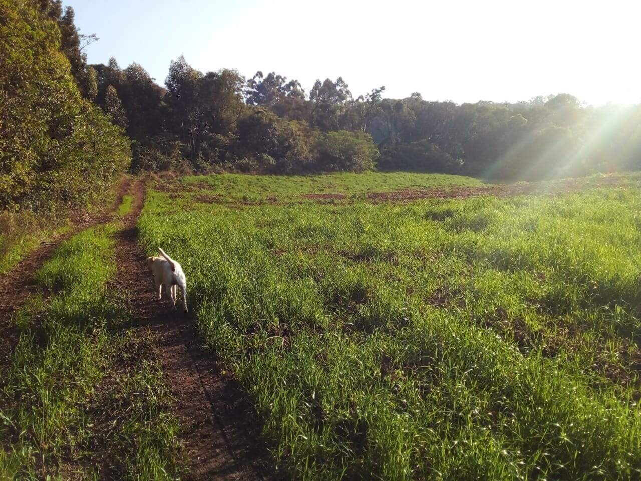 Terreno à venda, 75000m² - Foto 2