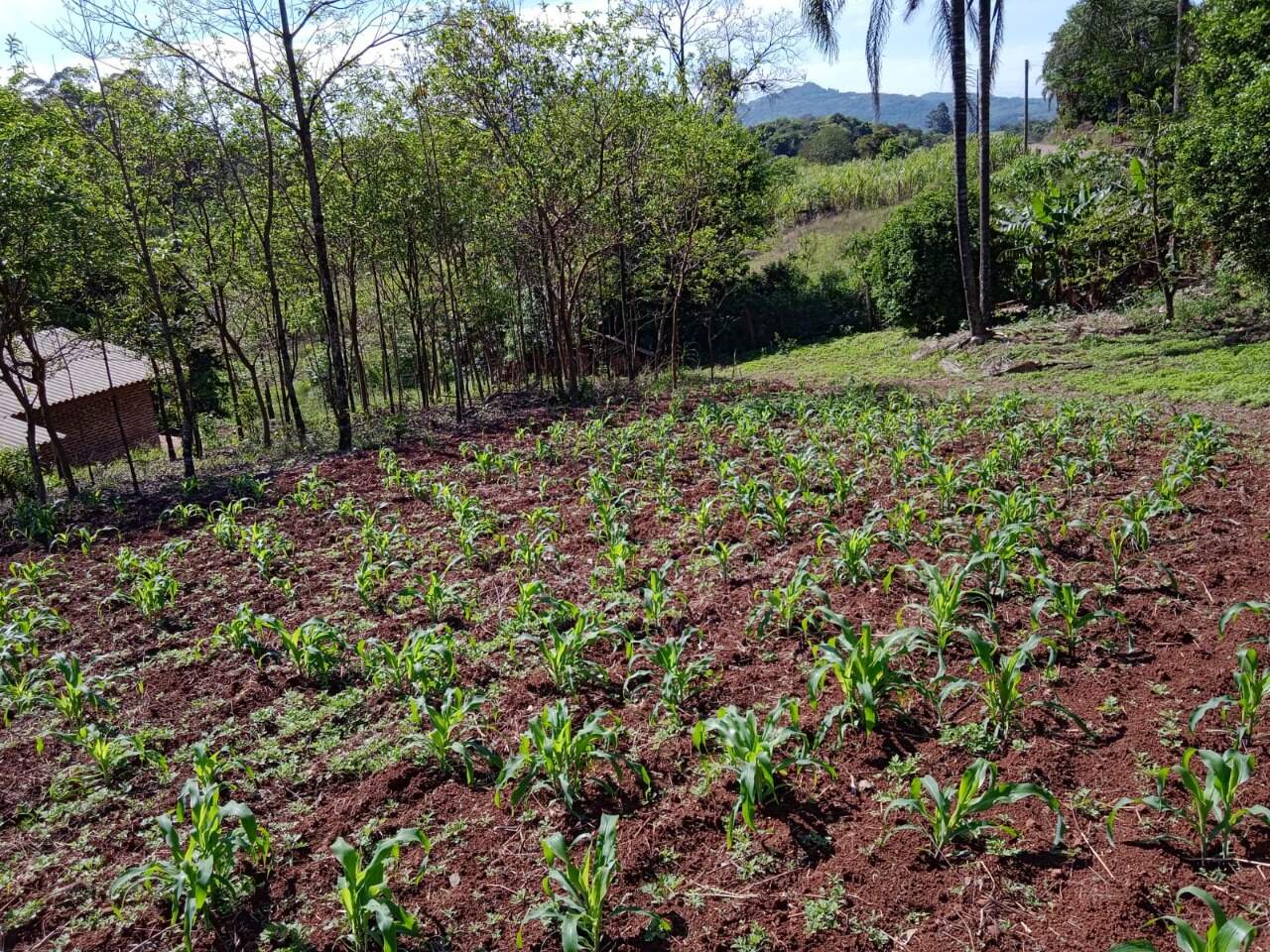 Terreno à venda, 2814m² - Foto 9