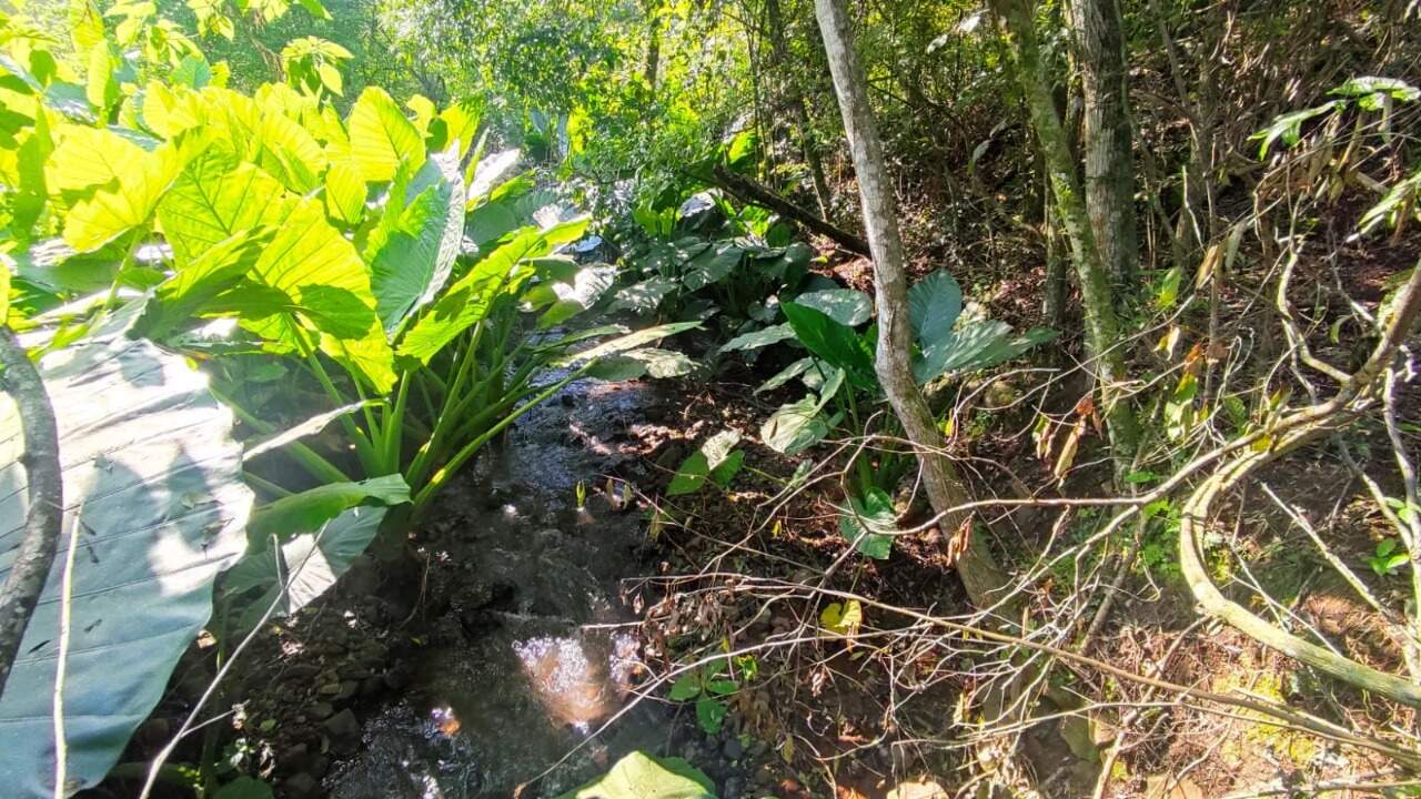 Sítio, 1 hectares - Foto 4