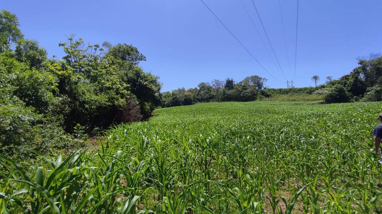 Fazenda à venda com 4 quartos, 175m² - Foto 46