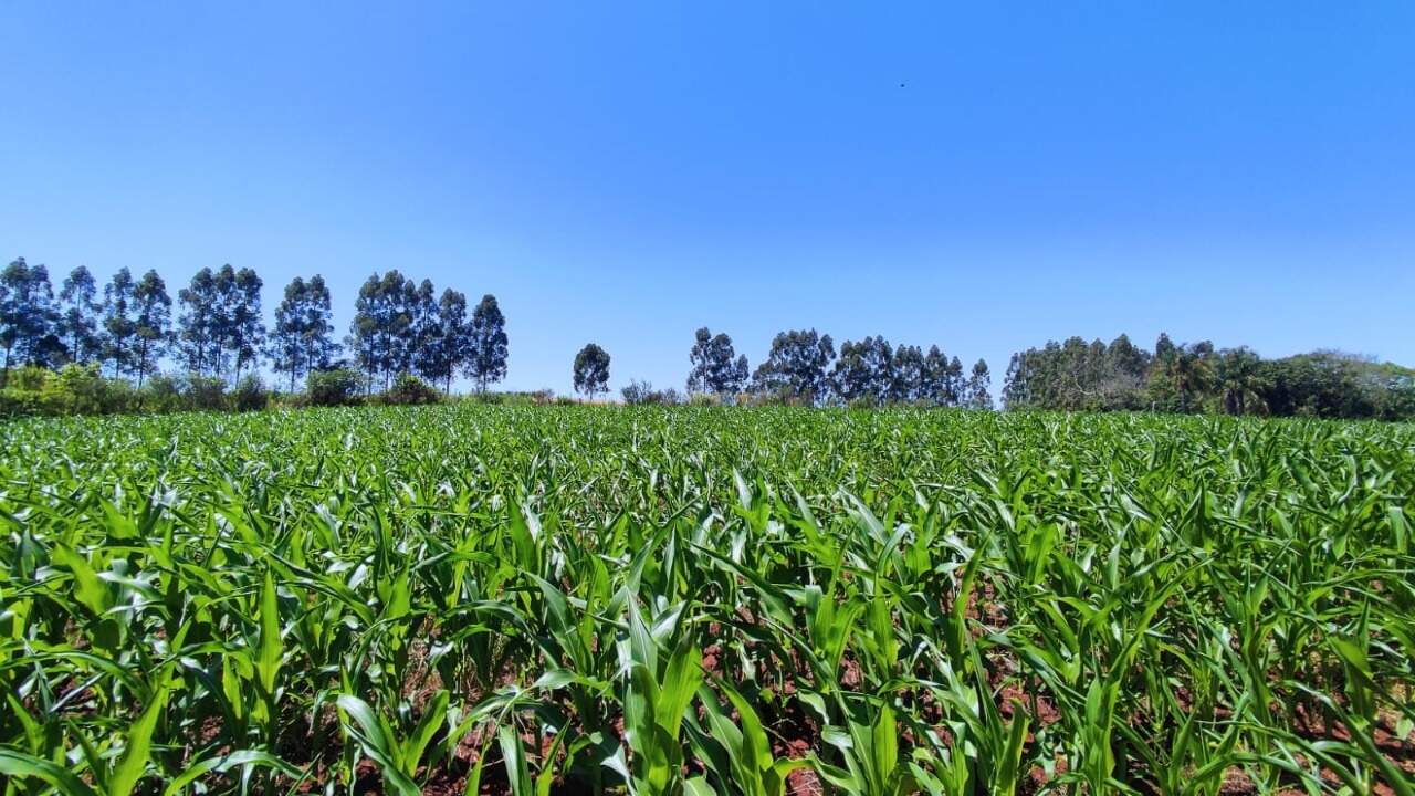 Fazenda à venda com 4 quartos, 175m² - Foto 47