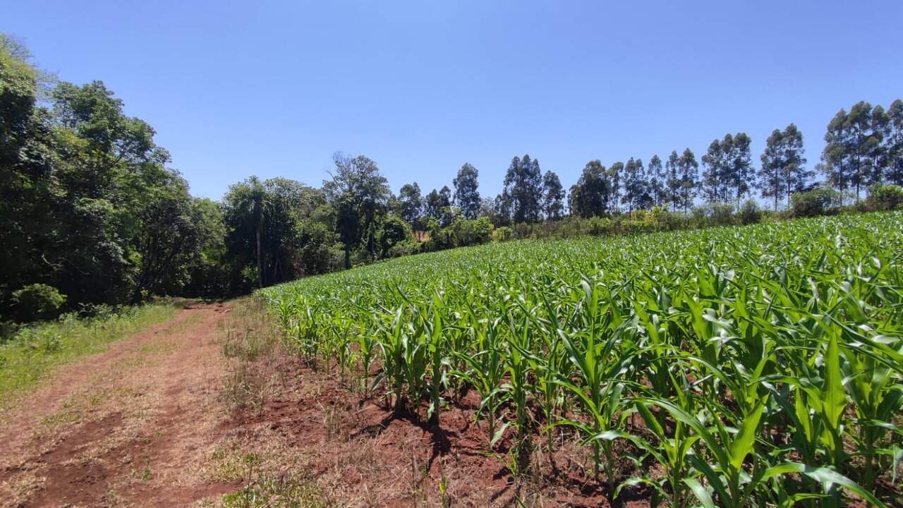 Fazenda à venda com 4 quartos, 175m² - Foto 50