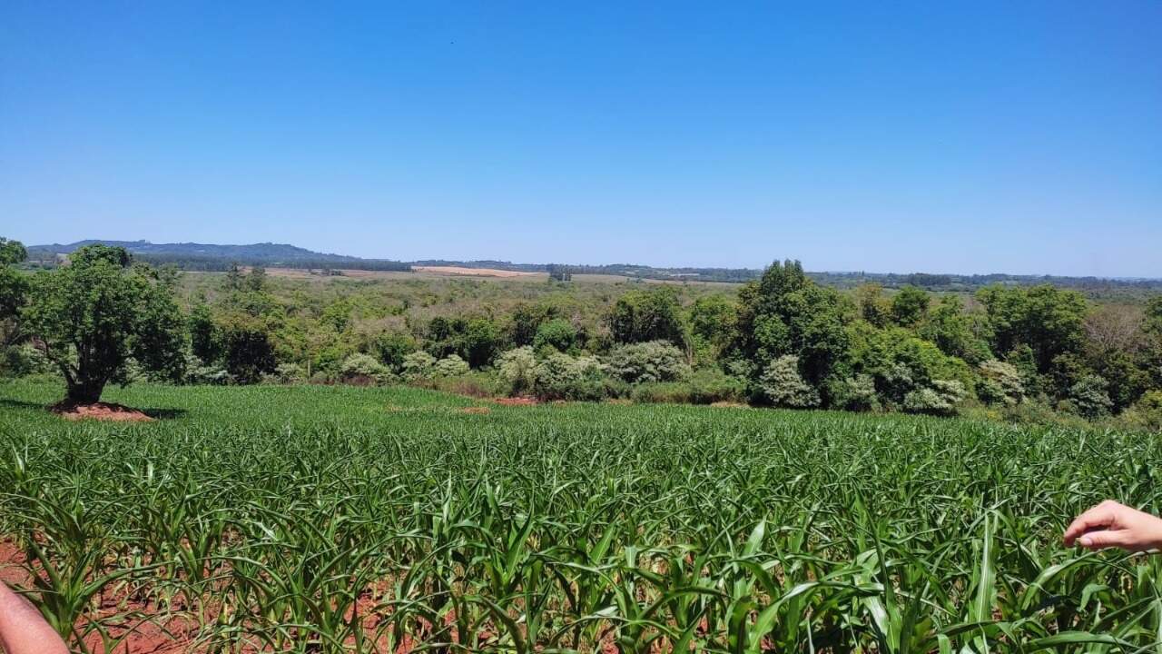 Fazenda à venda com 4 quartos, 175m² - Foto 53