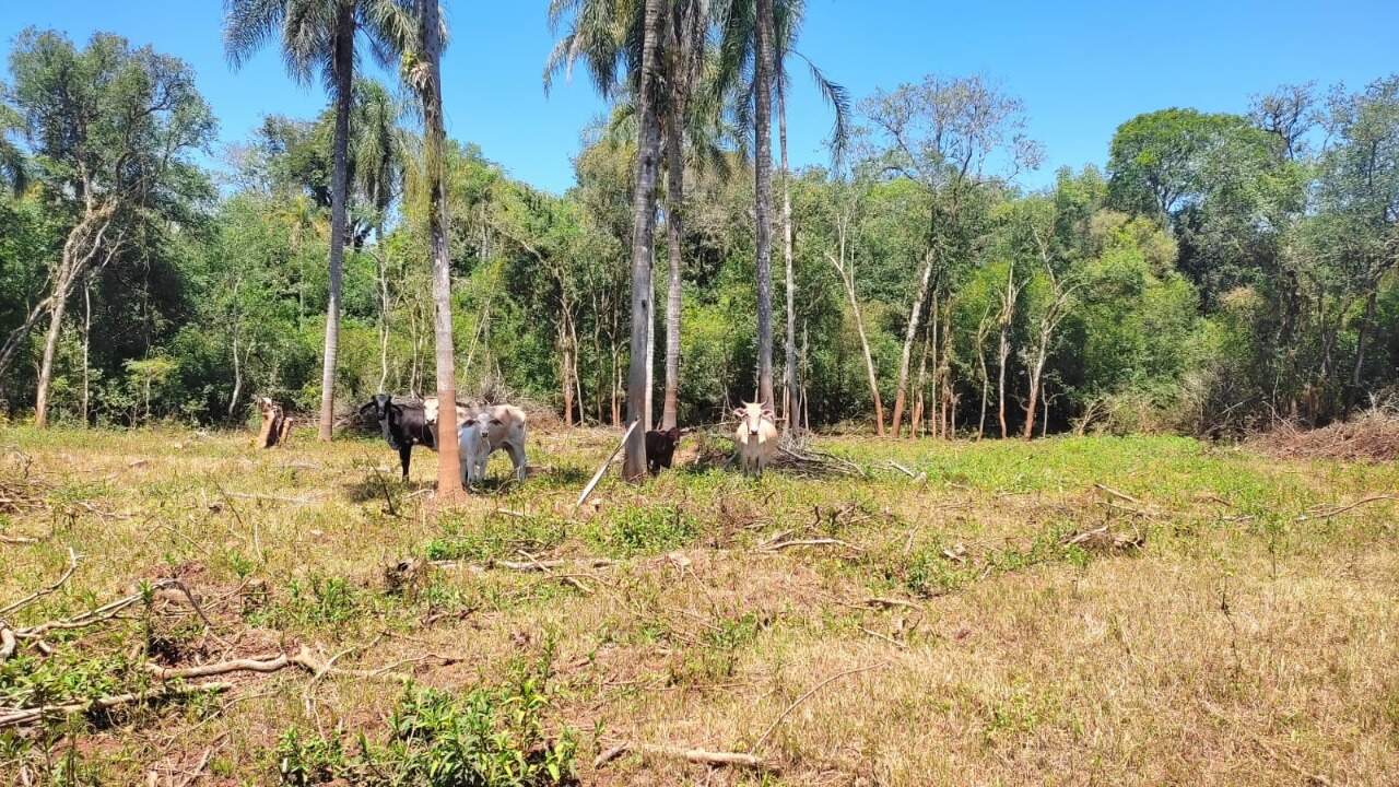 Fazenda à venda com 4 quartos, 175m² - Foto 54