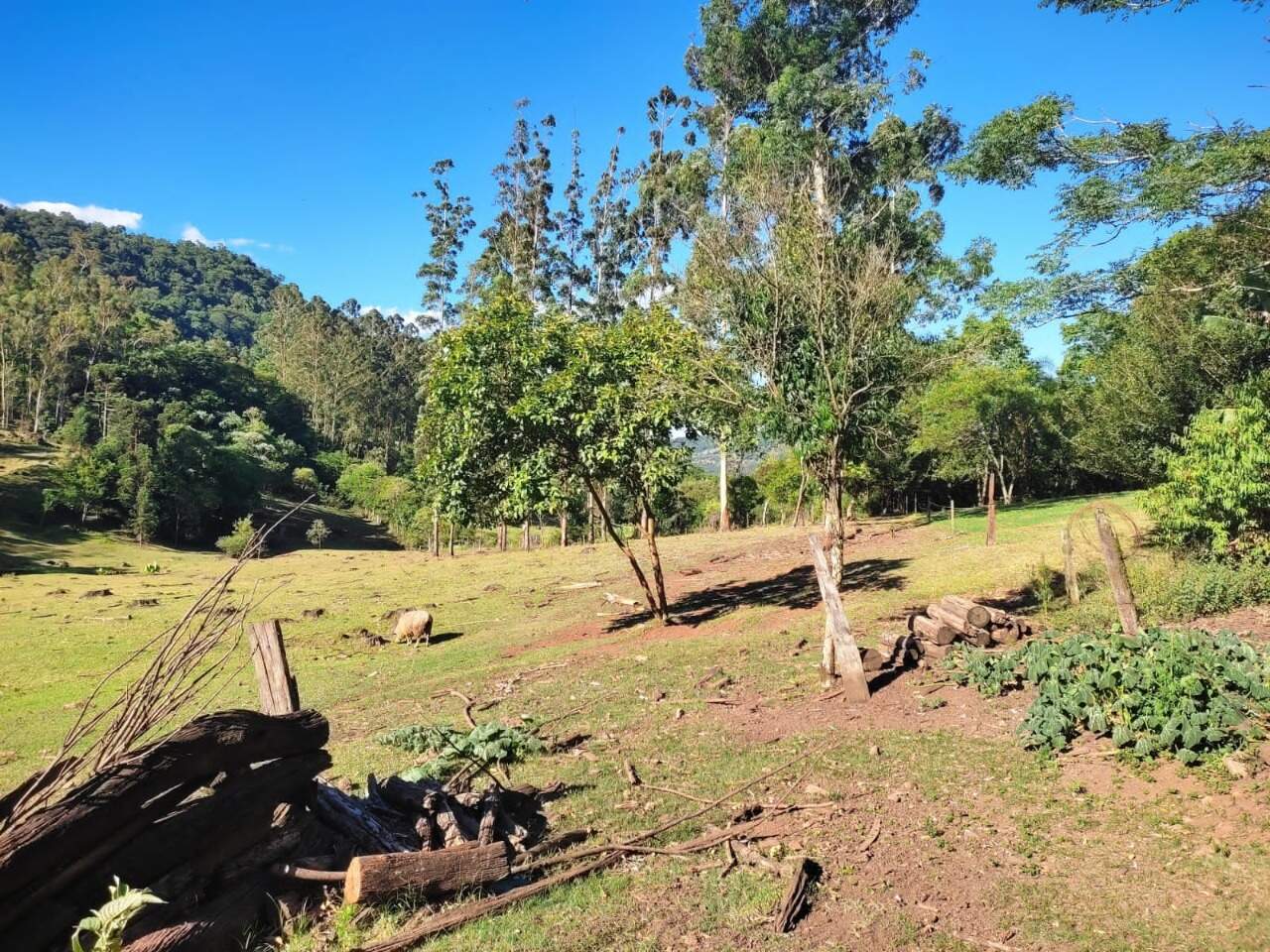 Fazenda à venda com 3 quartos, 145m² - Foto 9