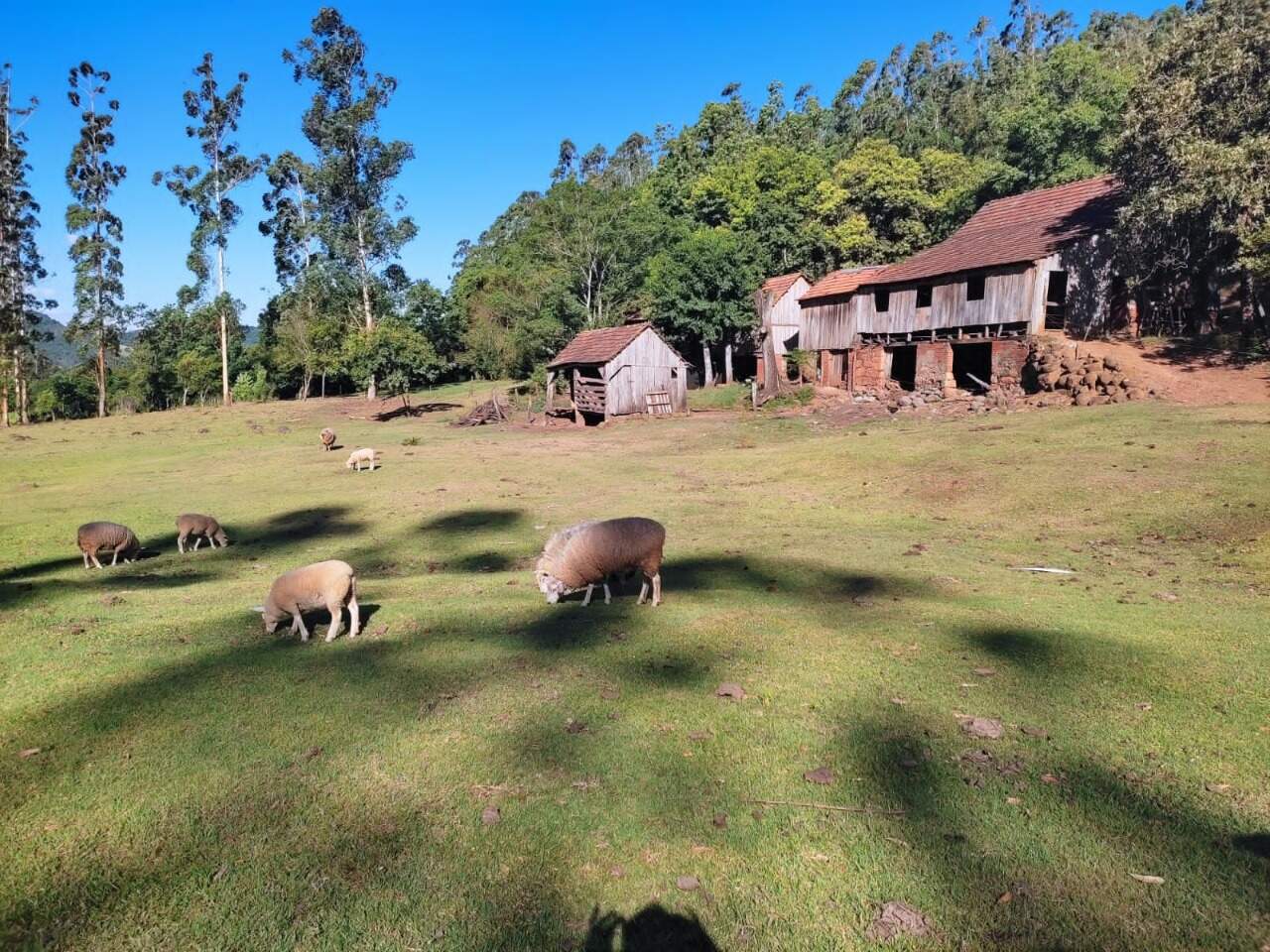 Fazenda à venda com 3 quartos, 145m² - Foto 10