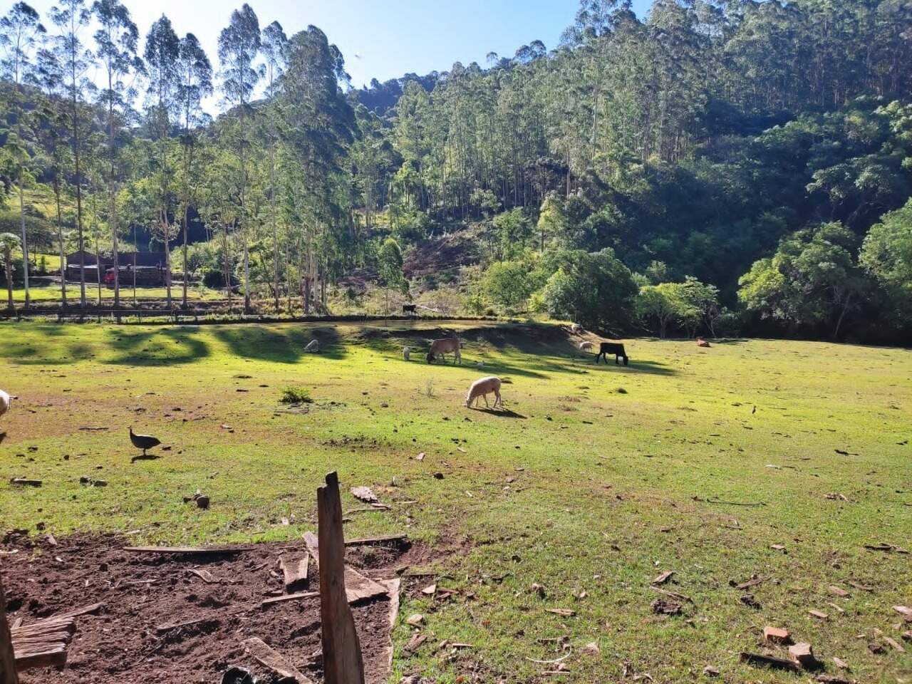 Fazenda à venda com 3 quartos, 145m² - Foto 11