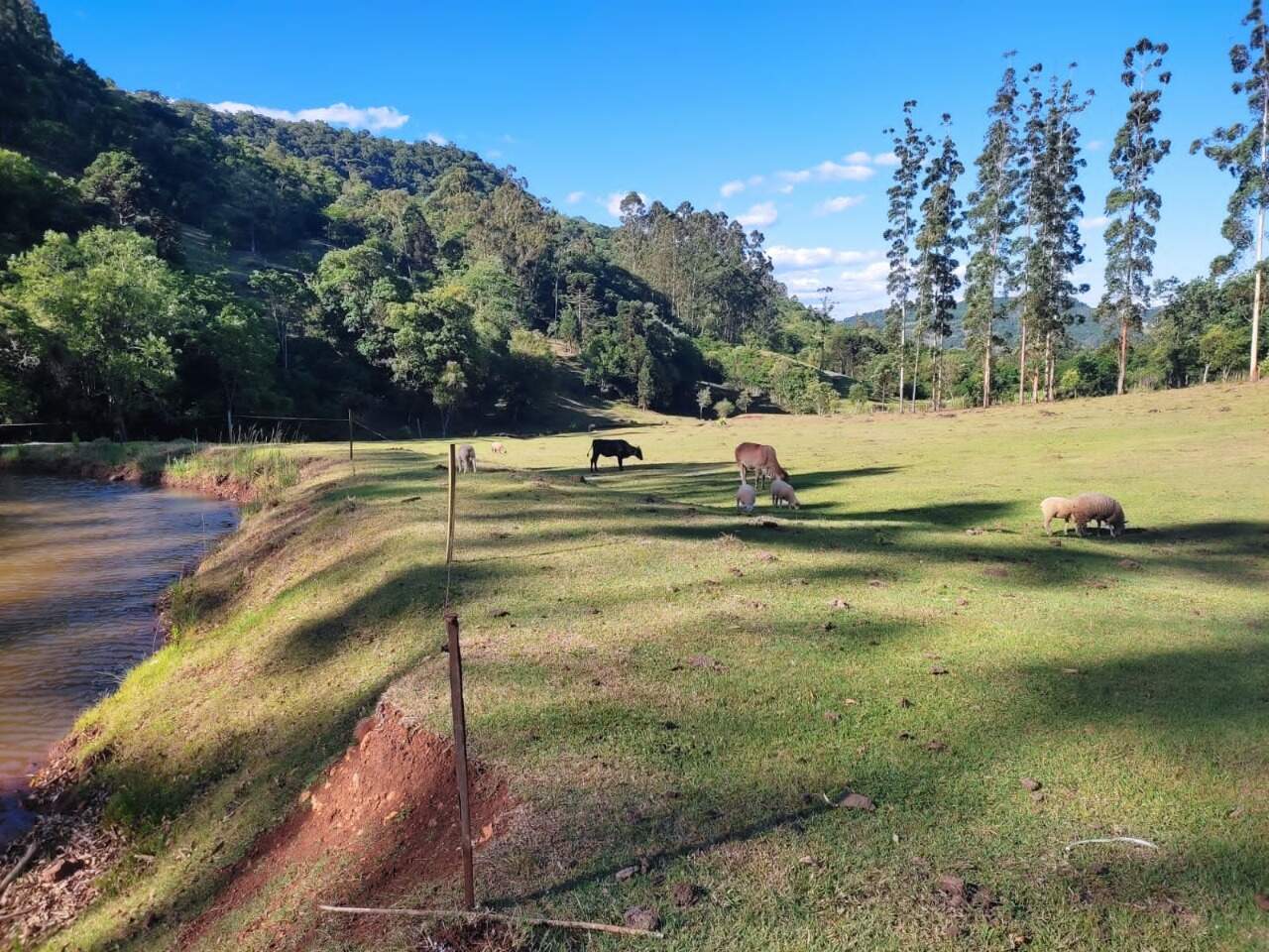 Fazenda à venda com 3 quartos, 145m² - Foto 13