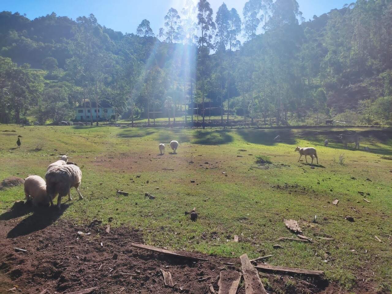 Fazenda à venda com 3 quartos, 145m² - Foto 16