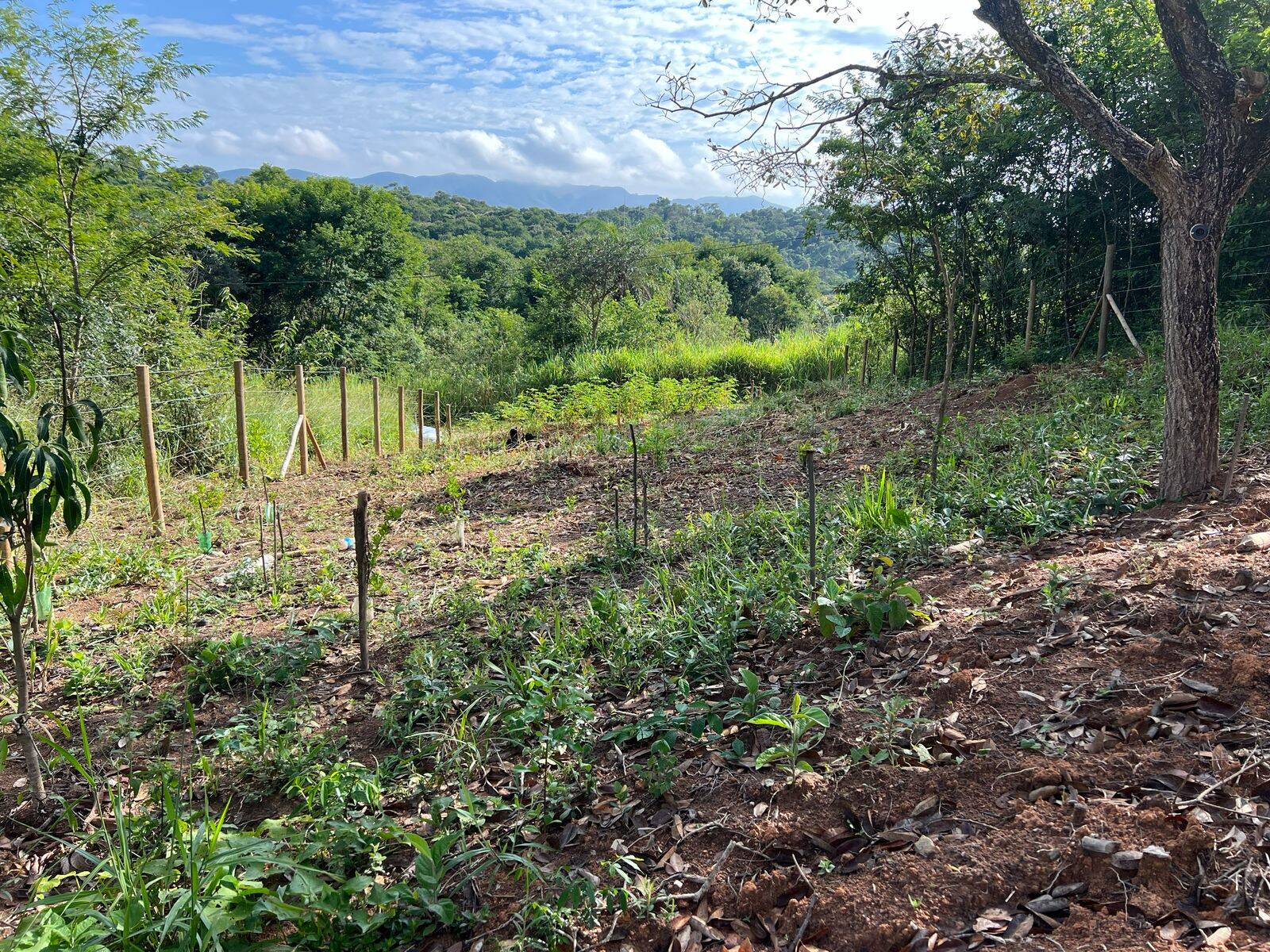 Lote à venda no Salgado Filho: 