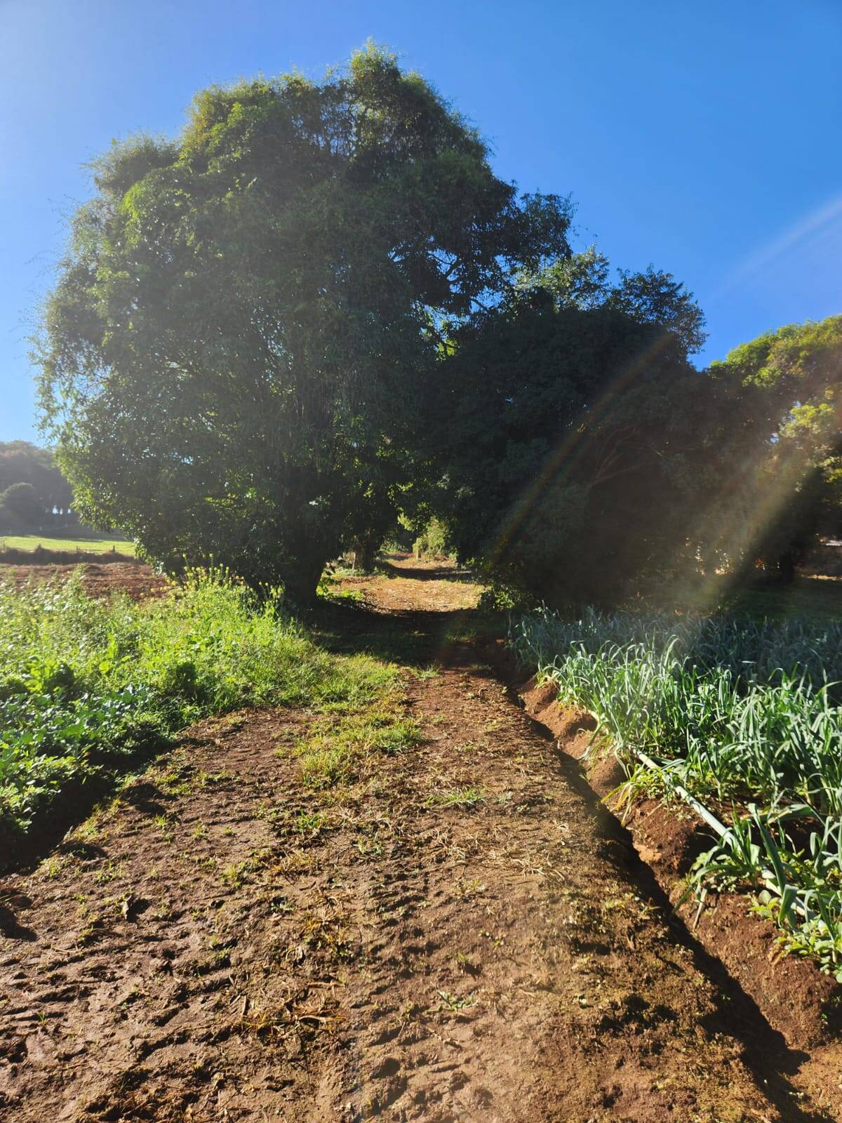 Terreno à venda no Vila da Serra: 