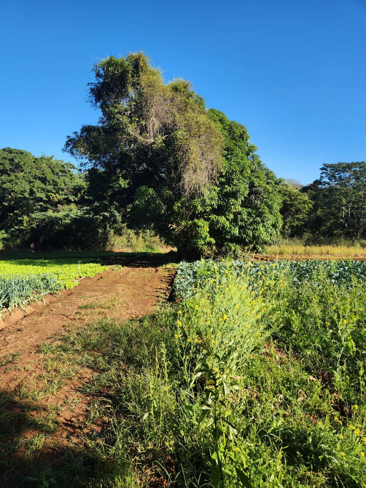 Terreno à venda no Vila da Serra: 