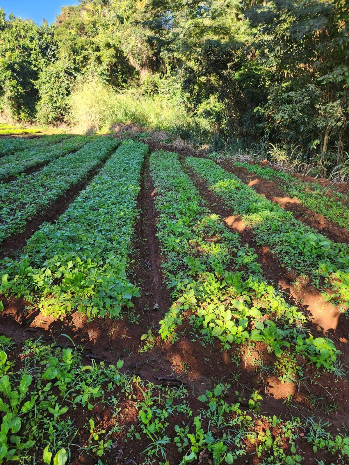 Terreno à venda no Vila da Serra: 