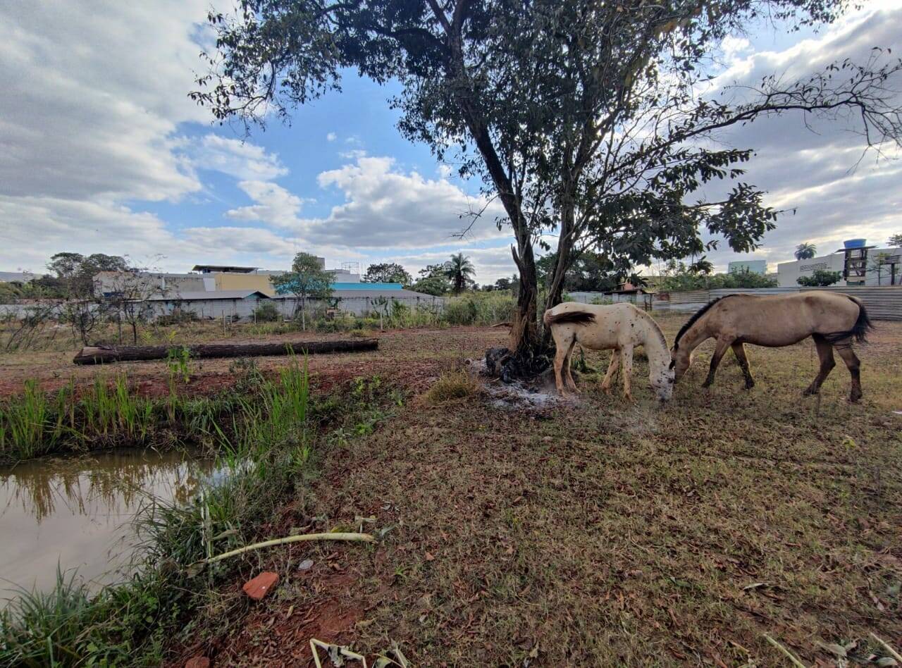 Terreno à venda no Santa Rita: 