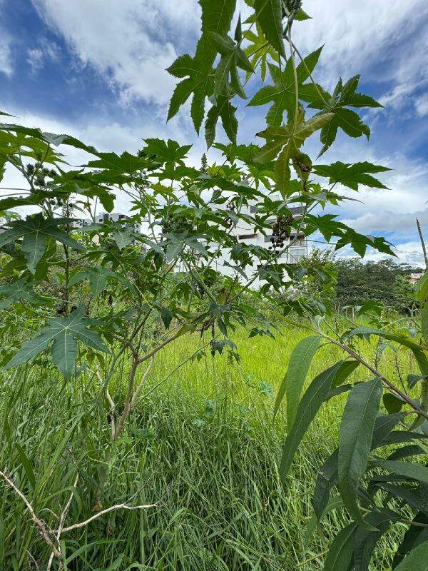 Lote à venda no Tropical: 