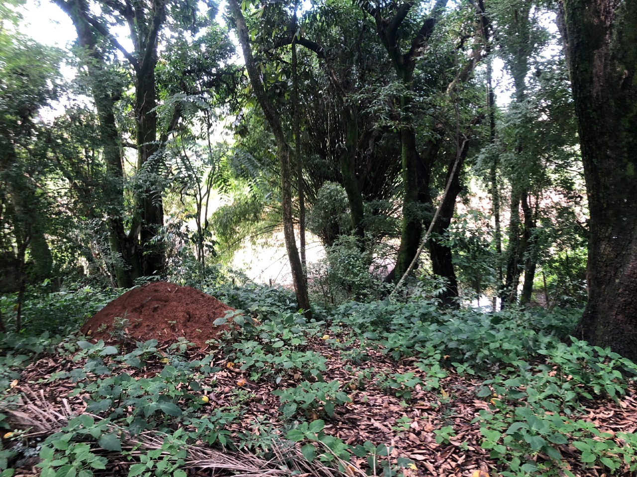 Casa à venda no Garcias: 