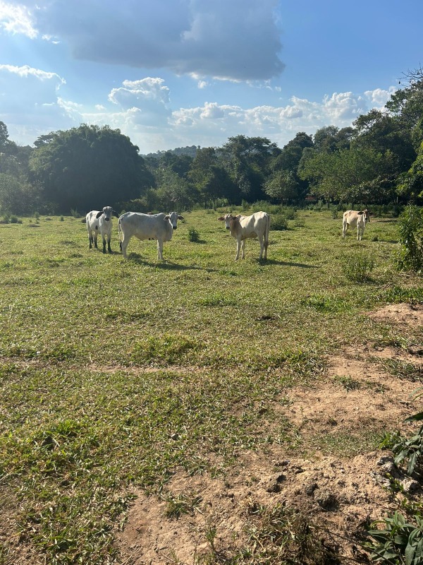 Sítio à venda no Campos: 