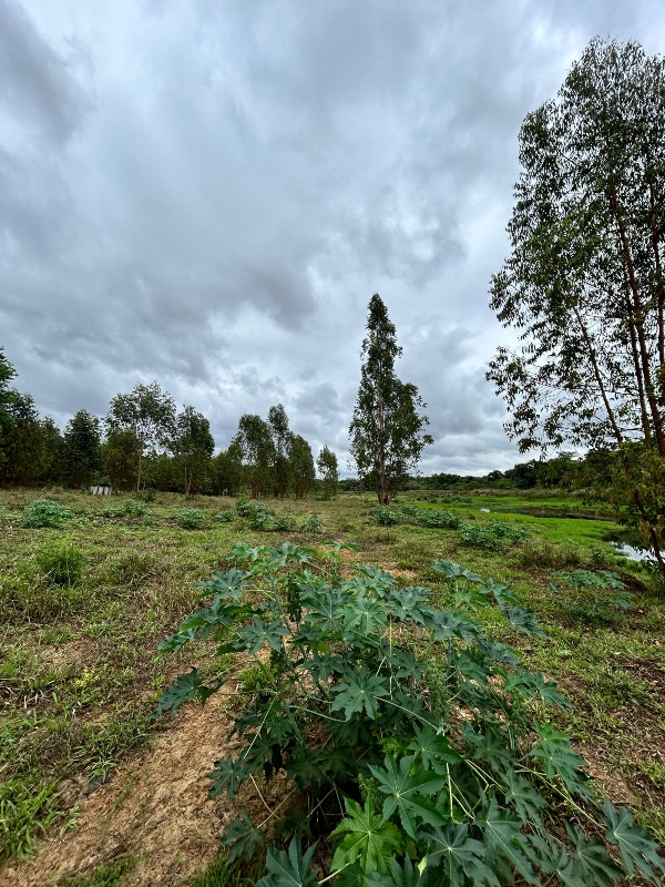 Chácara à venda no Bagaginha: 