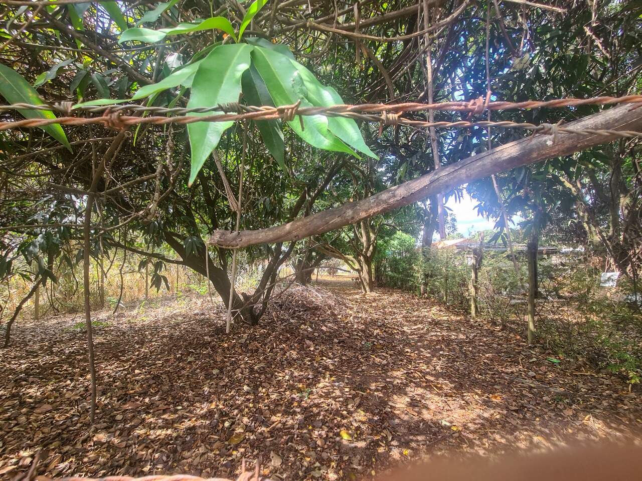 Lote à venda, no Trevo.: 