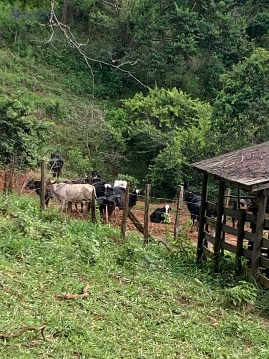 fazenda à venda no Roça: 
