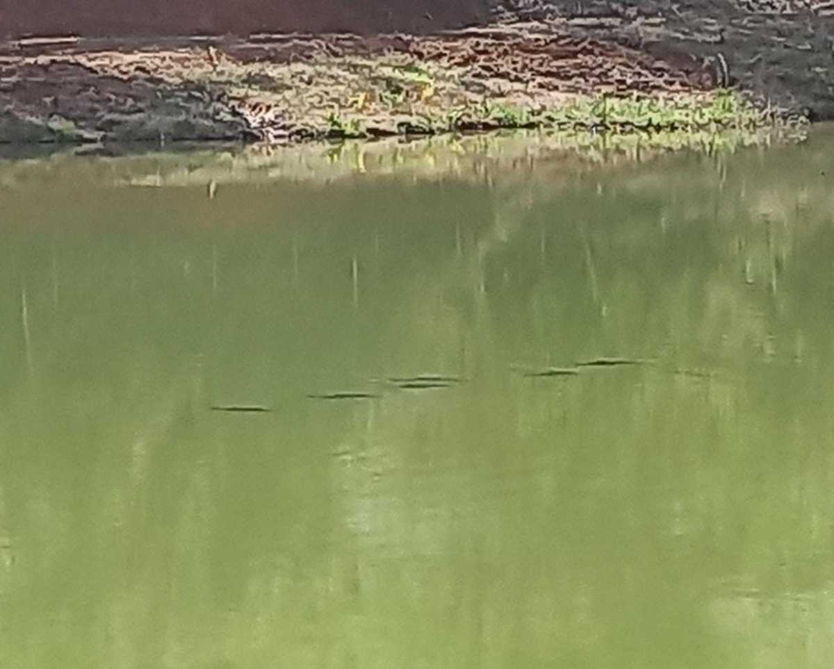 lote à venda no Antigo pesque paque sao judas tadeu: 