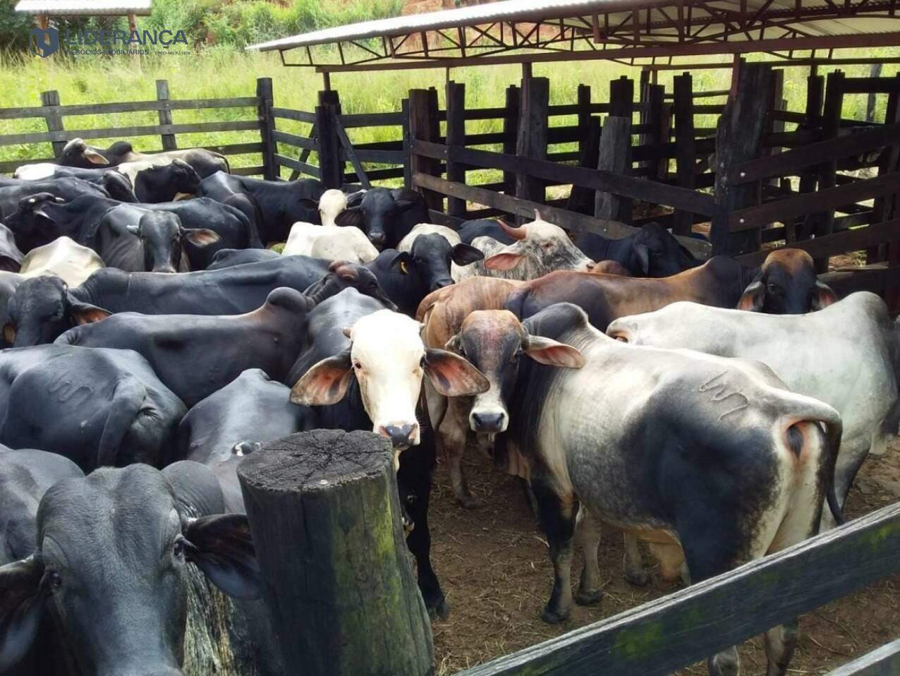 fazenda à venda no ZONA RURAL: 
