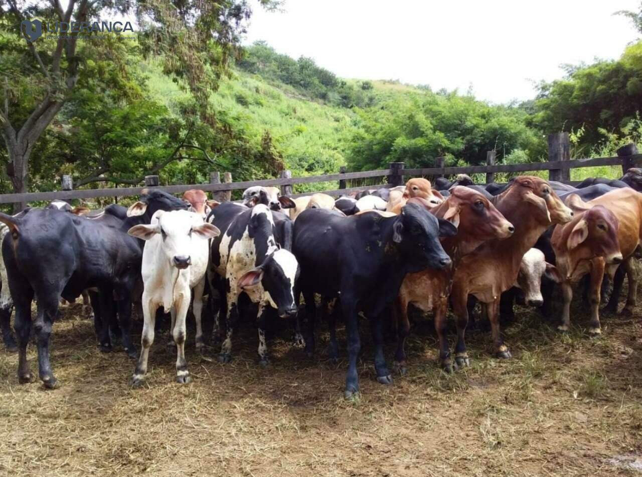 fazenda à venda no ZONA RURAL: 