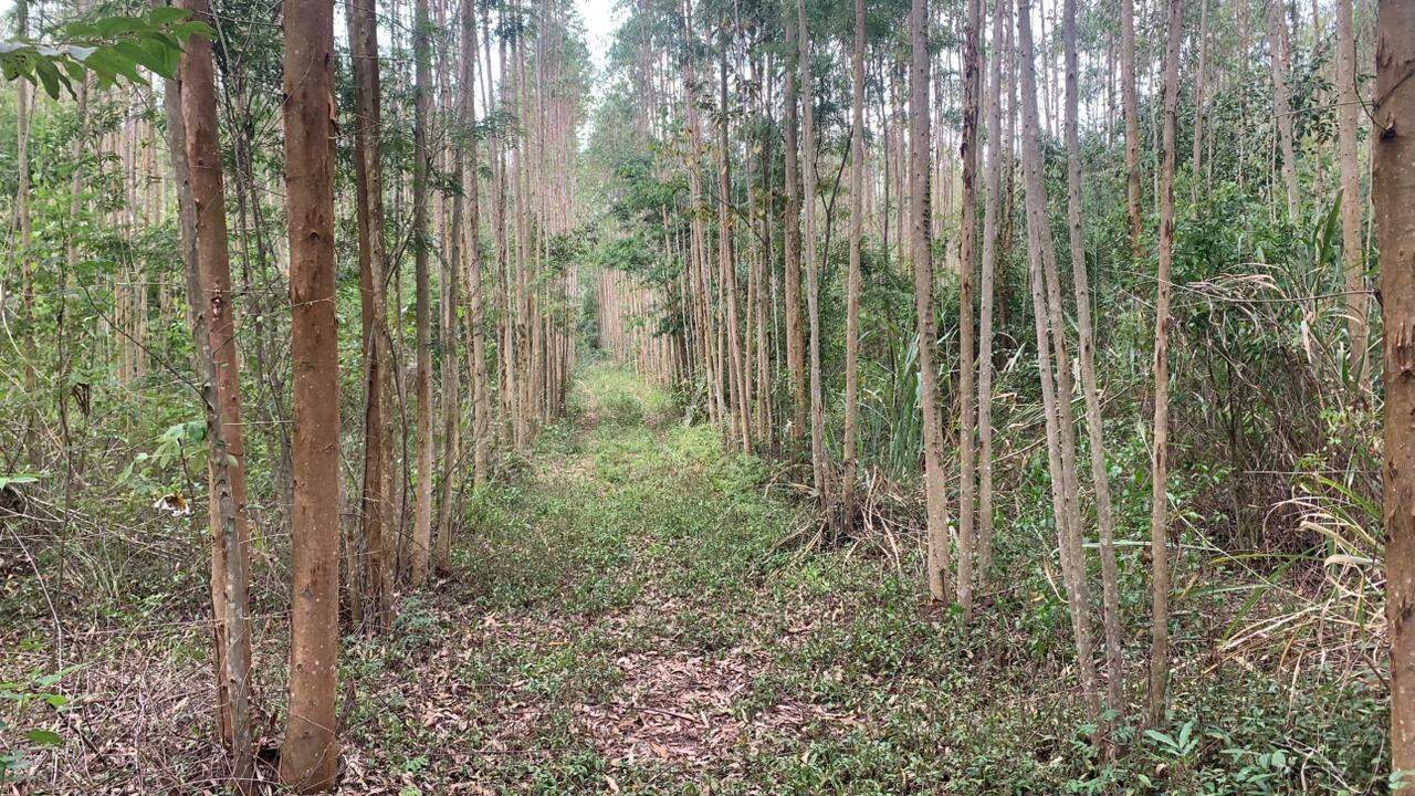 Imóveis Rurais para à venda no Bairro Área Rural de Toledo em TOLEDO: 