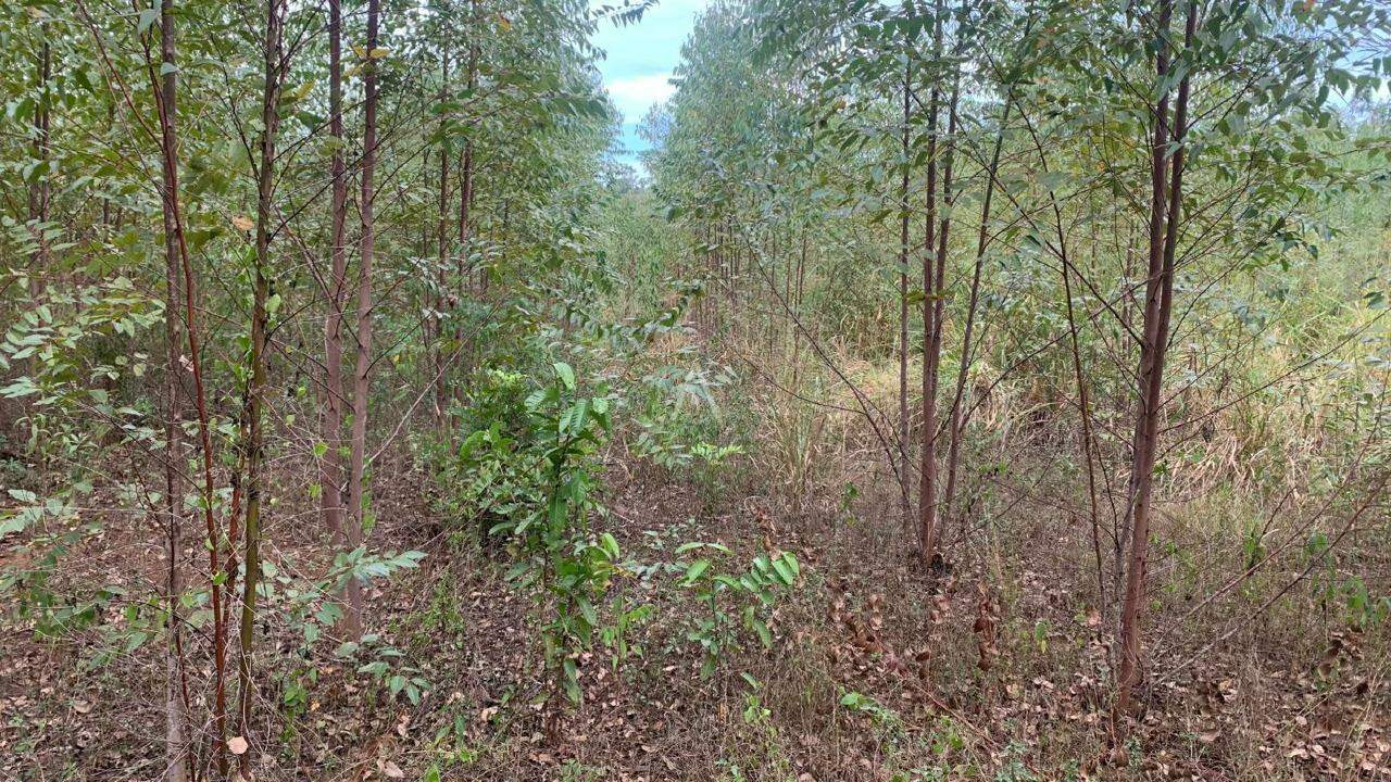 Imóveis Rurais para à venda no Bairro Área Rural de Toledo em TOLEDO: