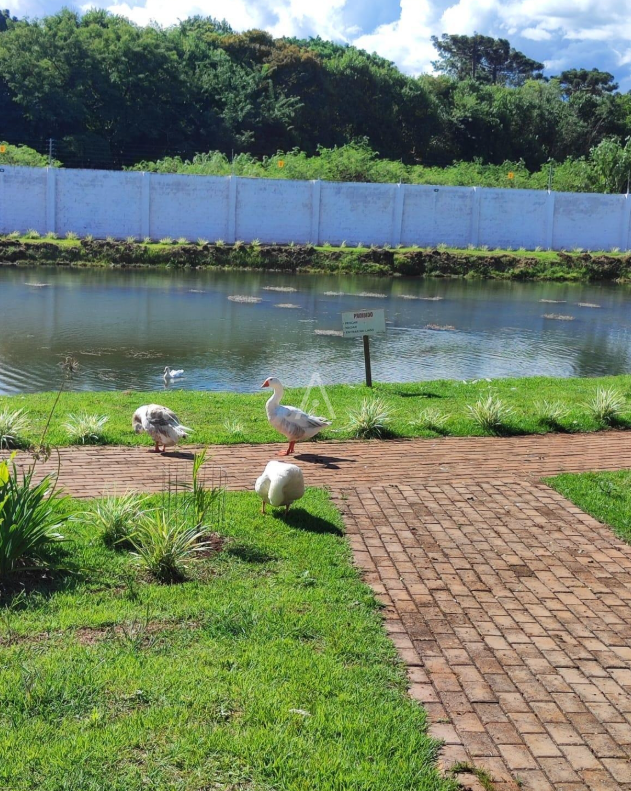Terreno para à venda no Bairro UNIVERSITARIO em CASCAVEL: 