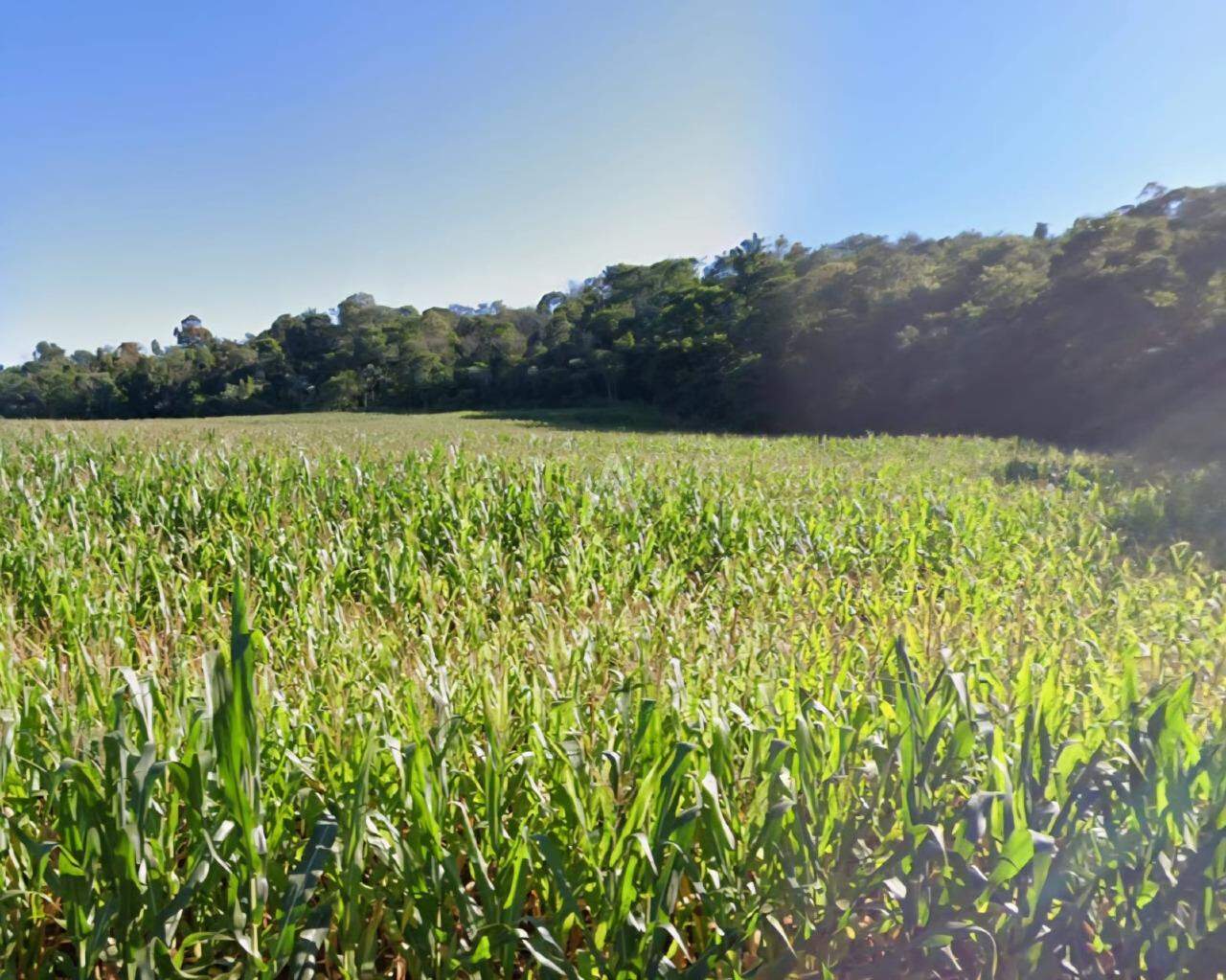 Imóveis Rurais para à venda no Bairro Distrito Dois Irmãos em TOLEDO: 