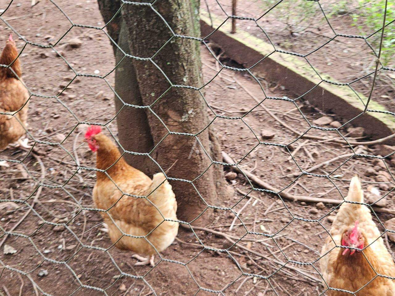 Imóveis Rurais para à venda no Bairro SAO SALVADOR em CASCAVEL: