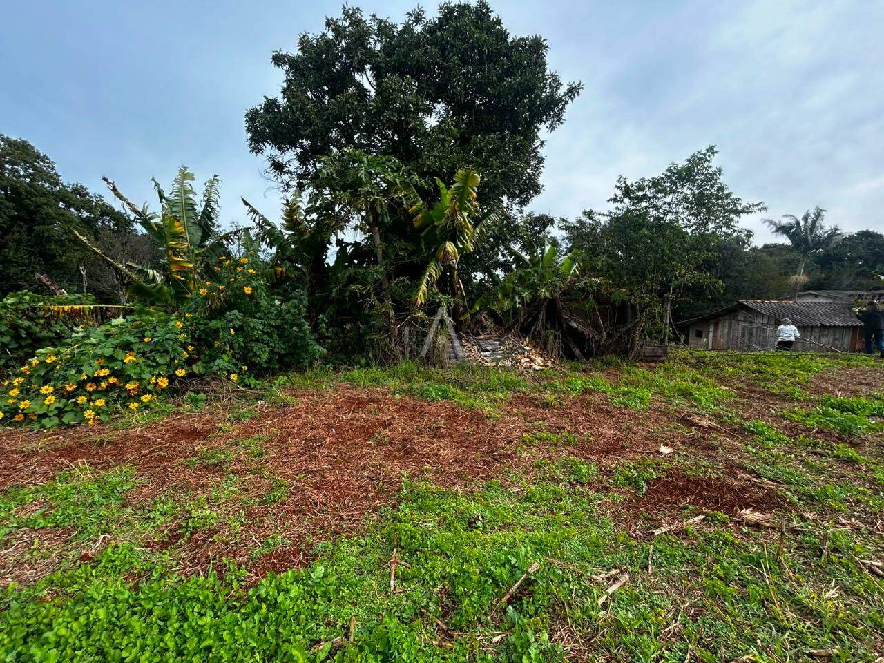 Imóveis Rurais para à venda no Bairro Área Rural de Cascavel em CASCAVEL: 