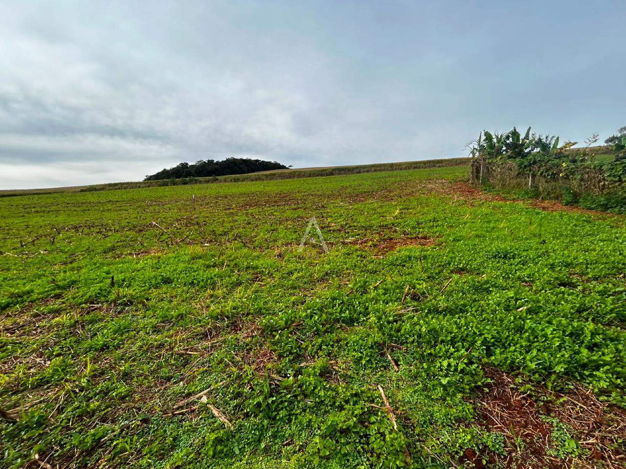 Imóveis Rurais para à venda no Bairro Área Rural de Cascavel em CASCAVEL: 