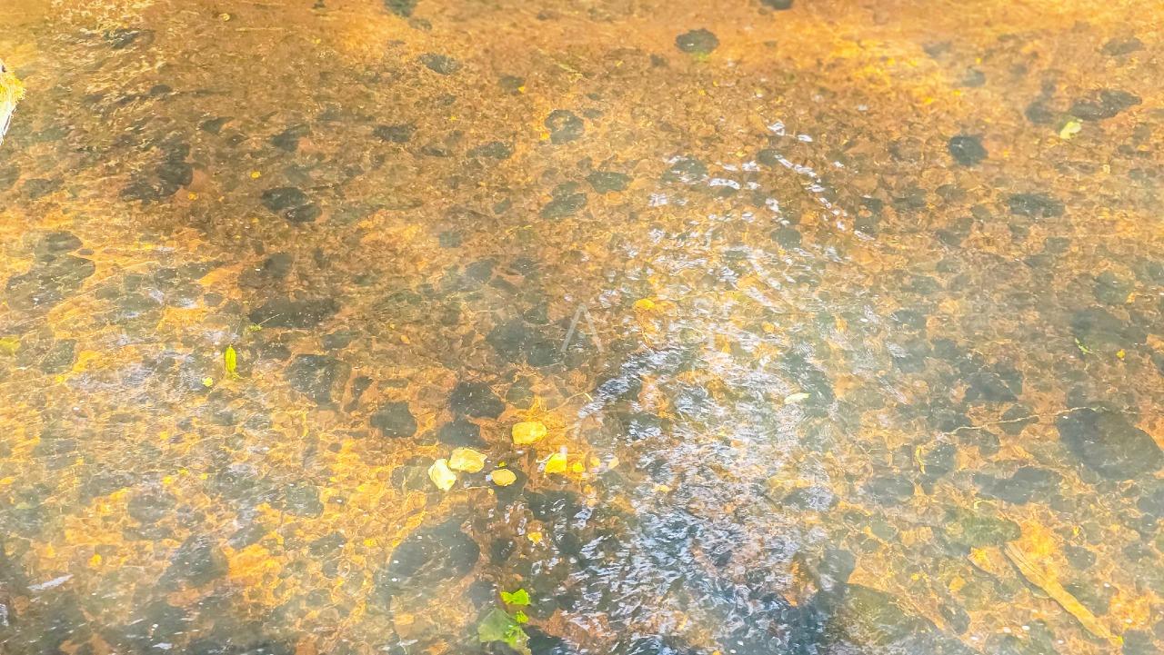 Imóveis Rurais para à venda no Bairro VERA CRUZ DO OESTE em TOLEDO: 