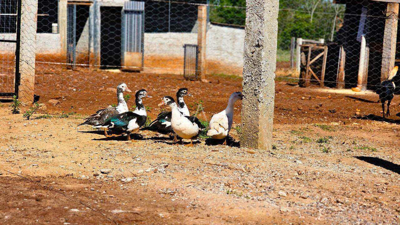 Imóveis Rurais para à venda no Bairro Juvinópolis em CASCAVEL: 