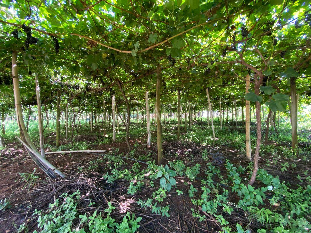 Imóveis Rurais para à venda no Bairro LINHA GONÇALVES DIAS em SANTA TEREZA DO OESTE: