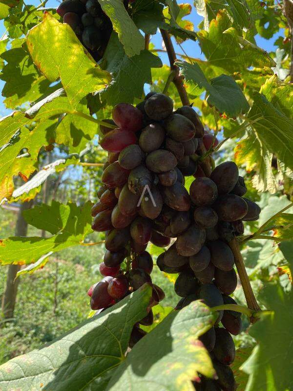 Imóveis Rurais para à venda no Bairro LINHA GONÇALVES DIAS em SANTA TEREZA DO OESTE: