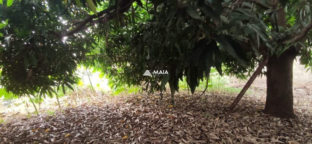 Terreno/Área à venda no Santa Maria: 