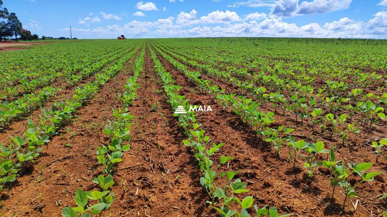 Rancho/ Chácara/ Rural à venda no Perdizes: 