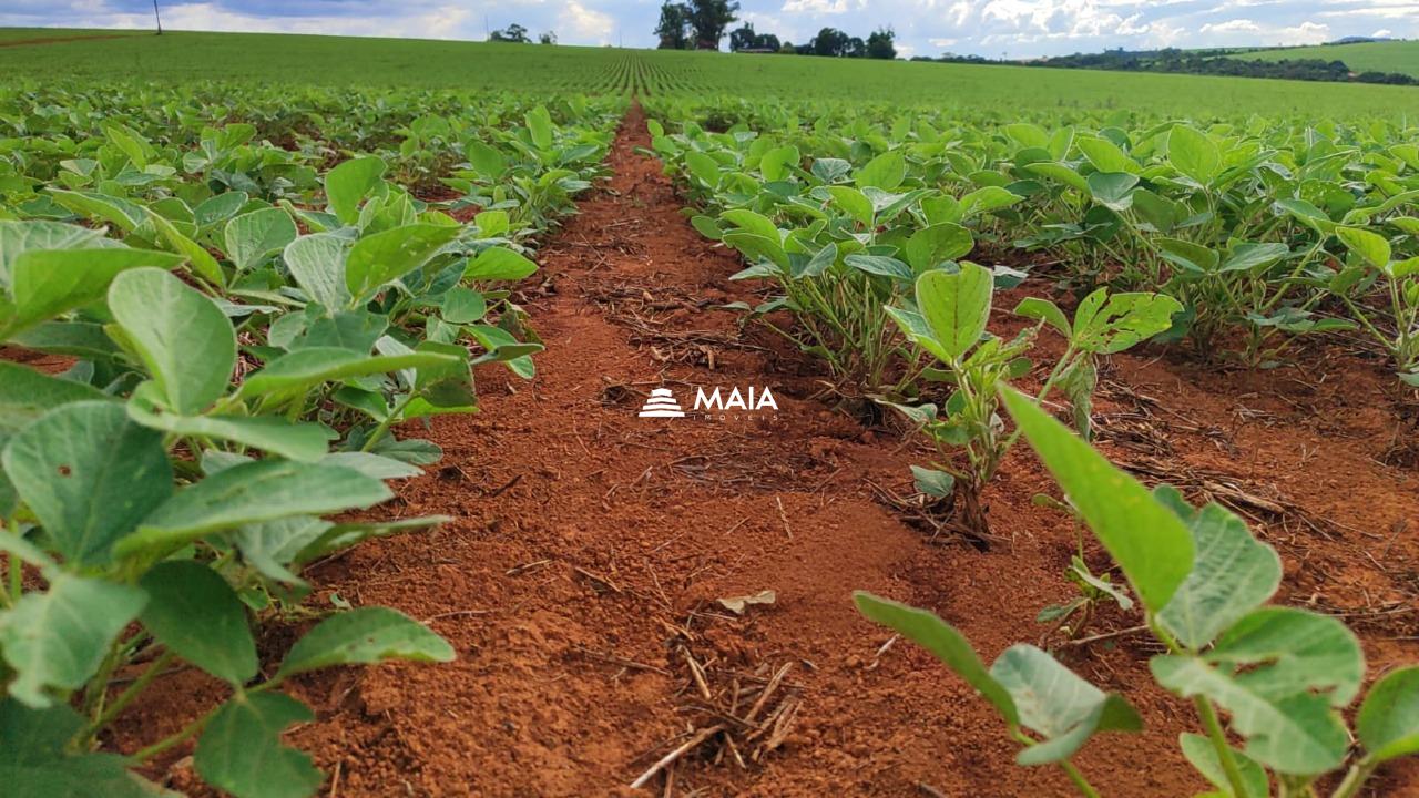 Rancho/ Chácara/ Rural à venda no Perdizes: 