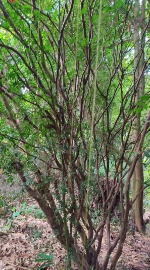 Chácara à venda no Jardim Progresso: 